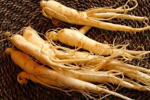 真假？这项“黑科技”让猪也吃得起人参 　　