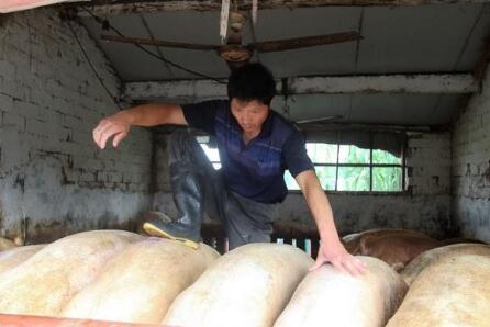 这四种类型的养猪户 可能熬不过今年年底！