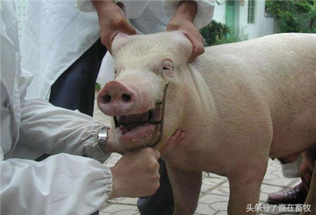 老兽医教你猪口蹄疫的防治技术，一学就会，收藏备用吧