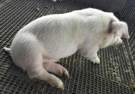 猪腿瘸了，原来是这个病！