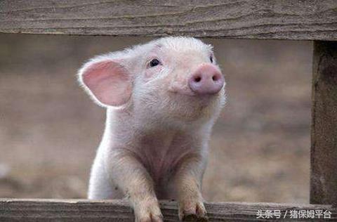 五种颜色五种猪病，这些猪病应该这样防治