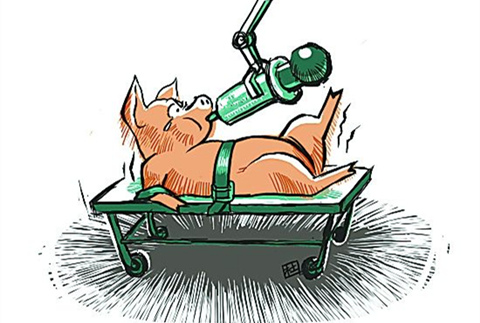 为什么要用饲料添加剂，兽药该怎么用？看专家怎么说