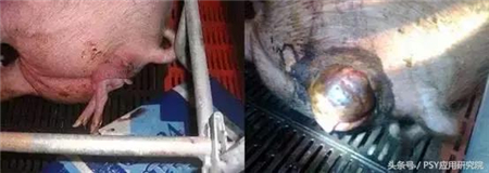 几种常用青绿饲料的选择，养猪人一定要会