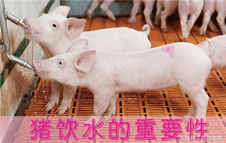 哺乳仔猪到底要不要额外给水喝？农村养猪的朋友们值得一看！