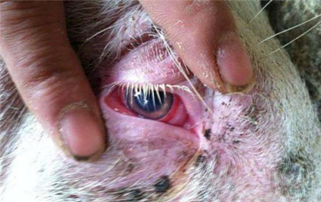 干货！猪友一直在用的五号病防治方法