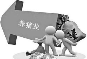 十九大报告引领中国养猪业，看好未来养猪业！