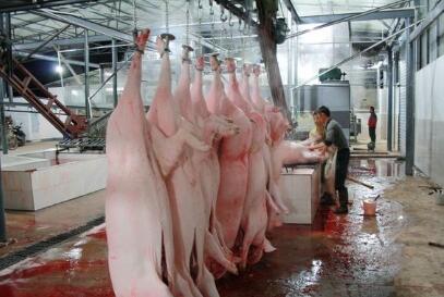 广东海丰2处私宰生猪窝点被端 涉案人员接受调查处理