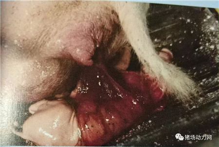 紧急救治假死小猪的七个步骤，你做对了吗？