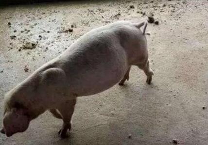 猪得胀气束手无策，看看这几个方法你用了没？