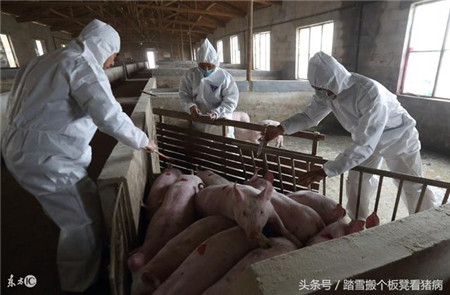 猪场里面这3个问题，养猪人应该知道，减少损失