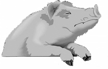 猪病小常识：温盐水治猪鼻炎