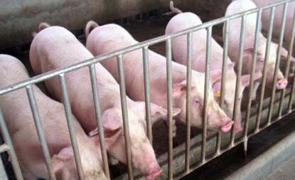 三十九个“生猪千头线”项目开工 已审批完成39个