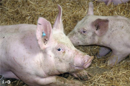 猪咳喘流行新特点，不变治疗思路，自然久治不愈！