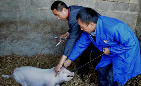 注射猪口蹄疫疫苗出现应激，致大批猪死亡！