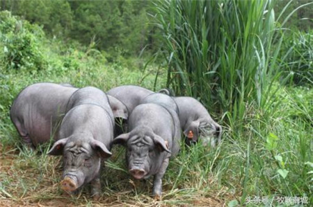 猪粪税要交多少如何收？养猪人不可错过养猪新手要注意