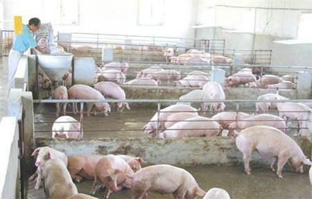 只要养猪的你愿意做一个改变，一批猪就能多赚几万元很简单