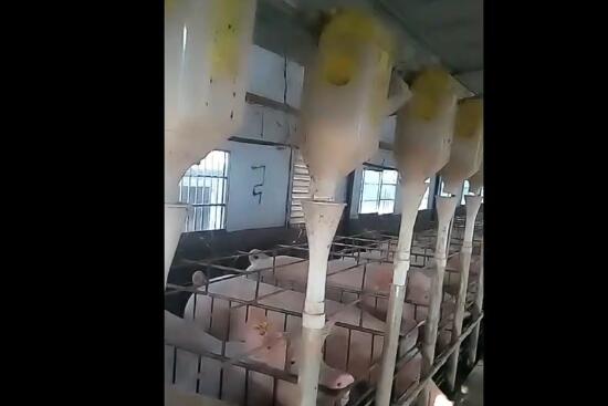 养猪如此简单，10秒钟喂了200头猪 