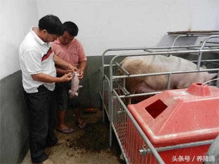 猪场停电不要怕，一个小妙招搞定小猪保温！