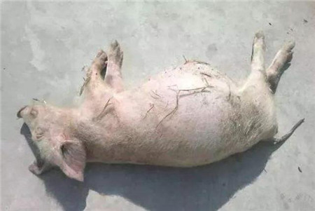 猪突然腹胀如鼓，试了几个方法都不管用，这样做......