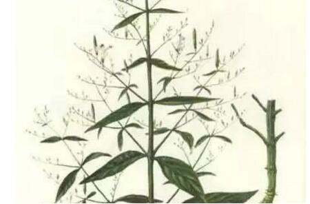 治仔猪黄、白痢用穿心莲效果怎么样？