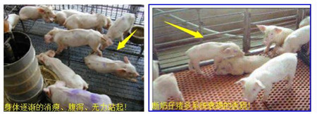 可恶！一种病却给猪带来这么多危害！