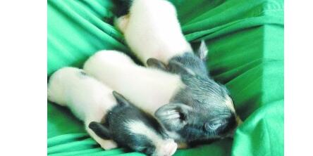 中科院：带有基因剪刀的工具猪成功培育