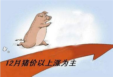 年底猪价大幅度回升？上涨良机千万不要错过