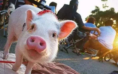 如何过冬？养殖户要寻找利润最大化的出栏体重