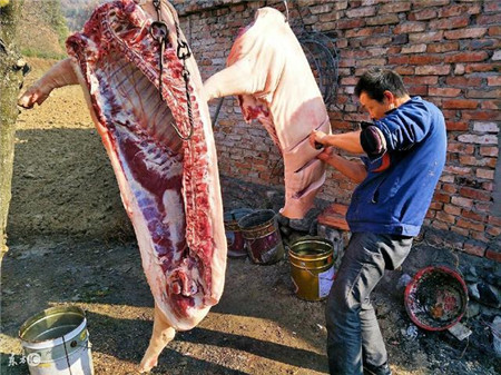 养猪赚钱新思路？代养过年猪！旱涝保收 不受猪价影响