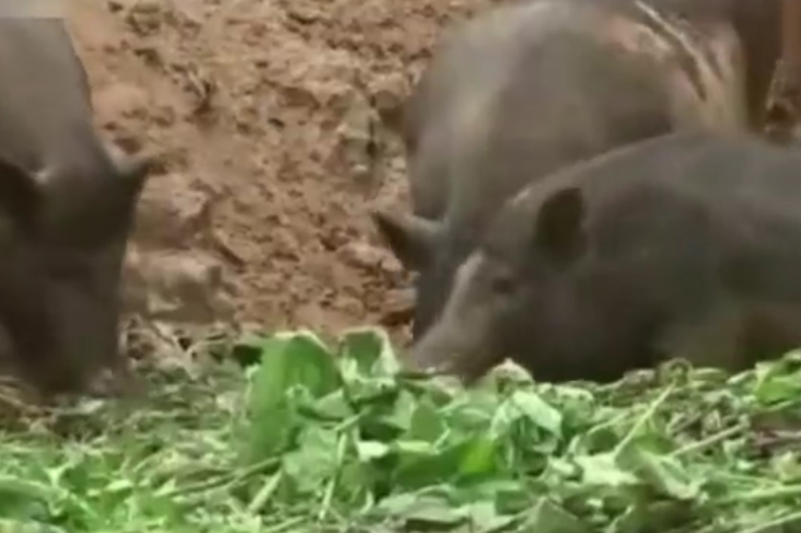 发财需要脑子，养猪需要勇气