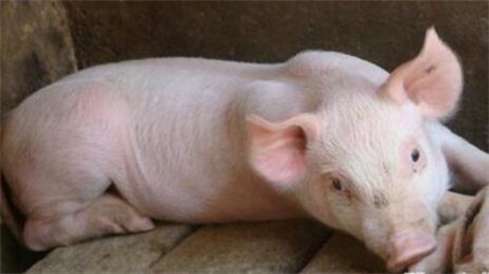 猪拉血便，这样处理好得快！