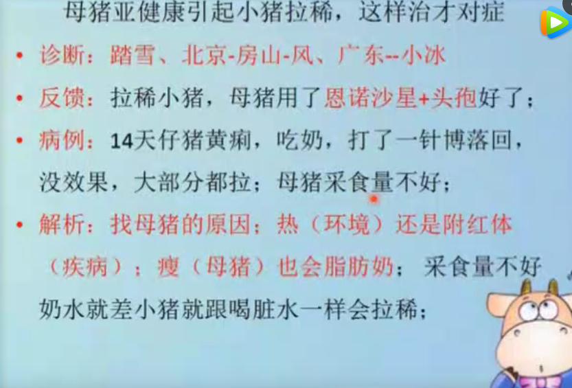 母猪亚健康对于小猪的危害，这点最致命！ 