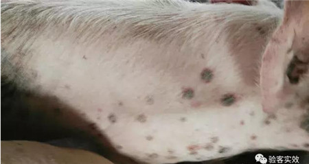 董广林：养猪中如果遇到这种疑似丹毒病例怎么办？