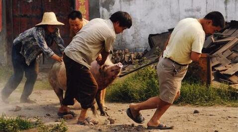 养猪到底能赚多少钱？可能会赔多少钱？本文给你答案！