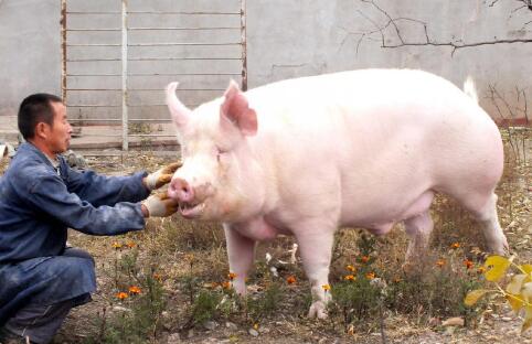 肉类缺口增至1000万吨，环保去产能，猪价将走上坡路？