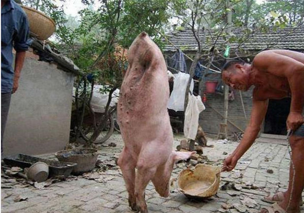 老农家一头两条腿的猪，自学成才！有人出高价收买，老农婉转拒绝