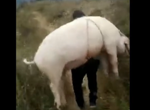 山里的大叔想卖猪，但是还要背着猪走三十里的山路才能卖掉
