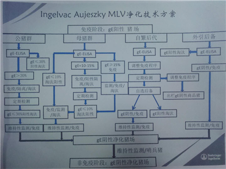中国养猪网：猪伪狂犬病防控与净化要点