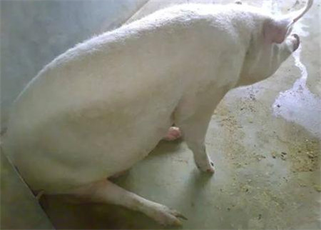 猪想站却站不起来，看着都心疼，推荐最佳治疗方法！