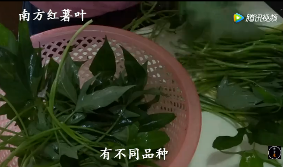 南方人常吃的红薯叶，是不是喂猪的红薯叶？