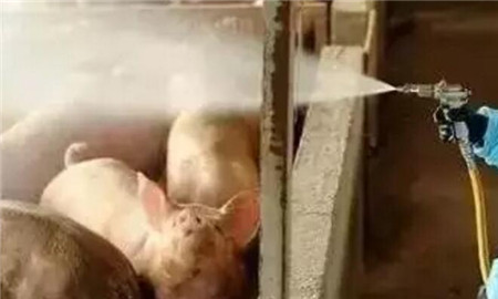 你犯过同样的错误吗？--解密猪病治疗中常见的误区