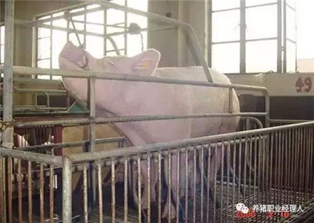 技术控|猪前腔静脉采血技术详解