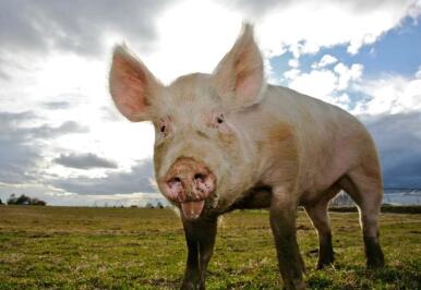 广东肇庆禁养区超30%，年底还将继续扩大！