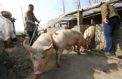 “三无”养猪场列入关停就可放任不管？