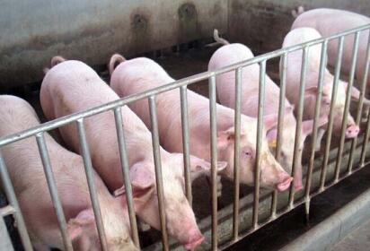 山东烟台已关闭养殖场2521个！规模化程度高达92%