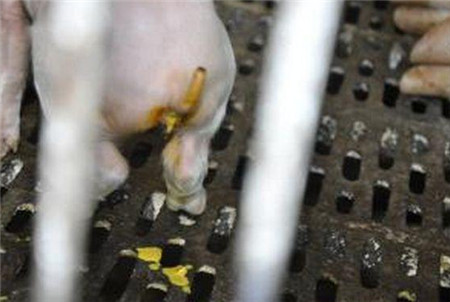 明白了“三分治疗，七分护理”这句话，让病猪治愈率提高80%