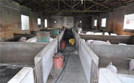 2018年养猪应该注意什么？这几点尤为重要