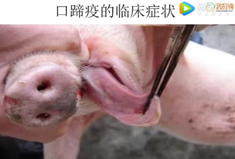 你还在担心猪场发生口蹄疫？疫苗免疫和治疗方法都在这了