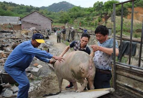 养猪小散这次卖猪，被坑惨了 这种骗术太恨人了！