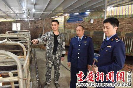 开州：野猪在外“游荡”20天后 听到音乐自己走回猪圈